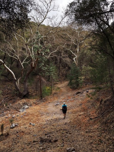 Approaching Sylvester Spring