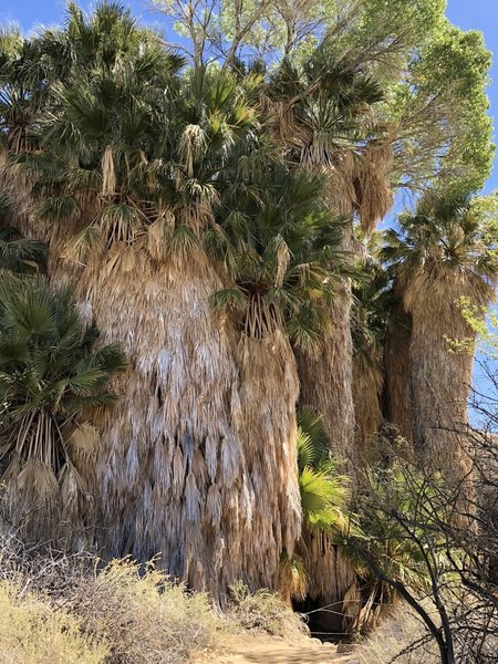 Beginning of the Trail