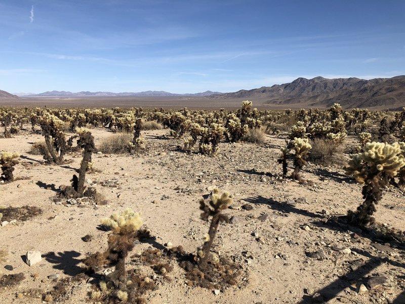 A sea of cholla cacti