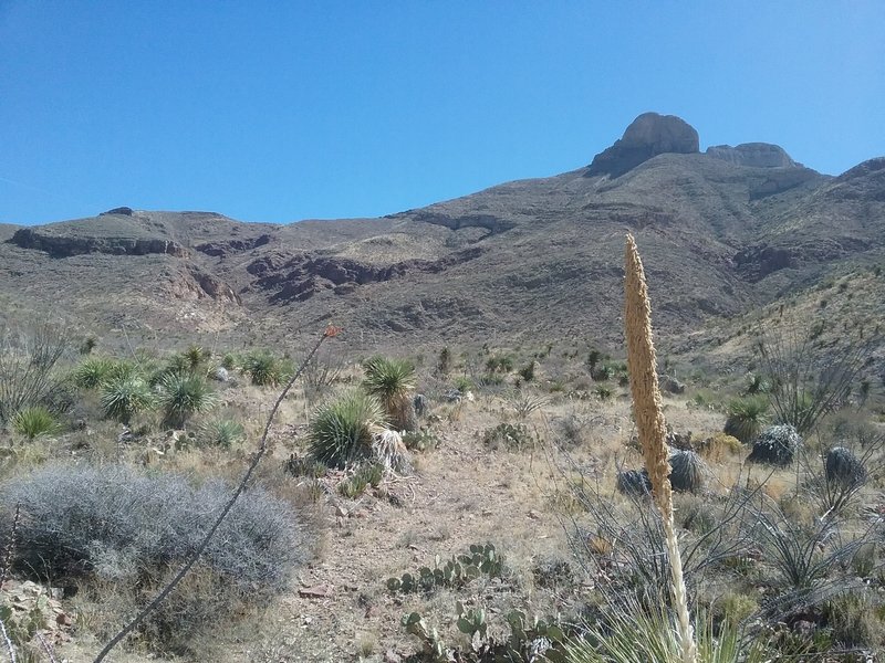 Looking up Quad Burner Trail