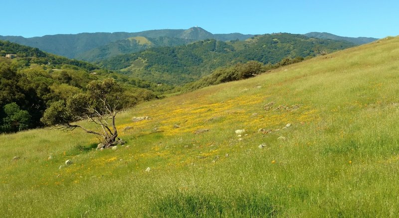 Spring wildflowers along Vista del Oro Trail, with Mt. Umunhum of the Santa Cruz Mountains in the distance, looking west-southwest.