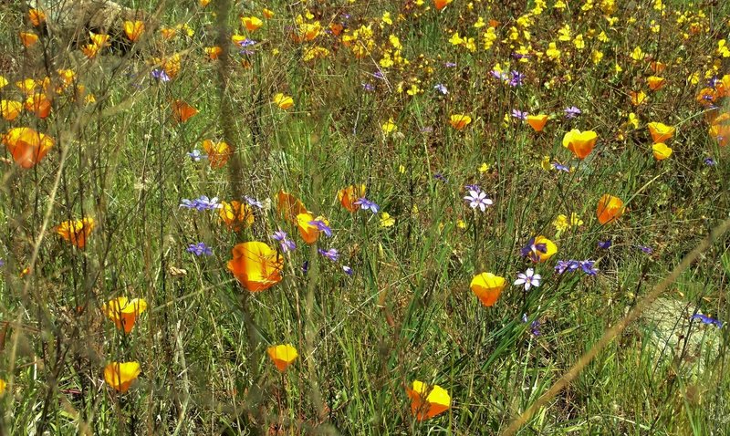 California poppies, blue eyed grass, and yellow flowers along Lisa Killough Trail