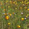 California poppies, blue eyed grass, and yellow flowers along Lisa Killough Trail