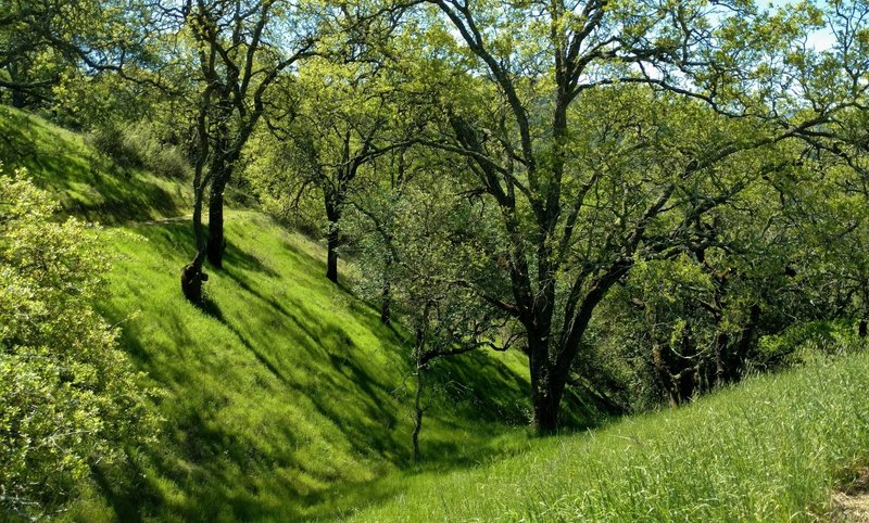 Beautiful spring greenery is everywhere in a shaded section of Lisa Killough Trail.