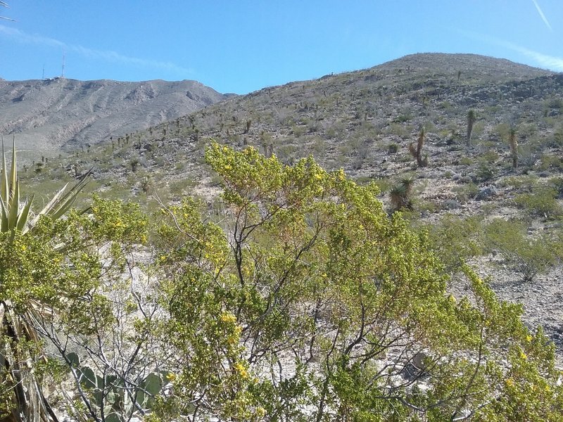 View of Crazy Cat Mountain