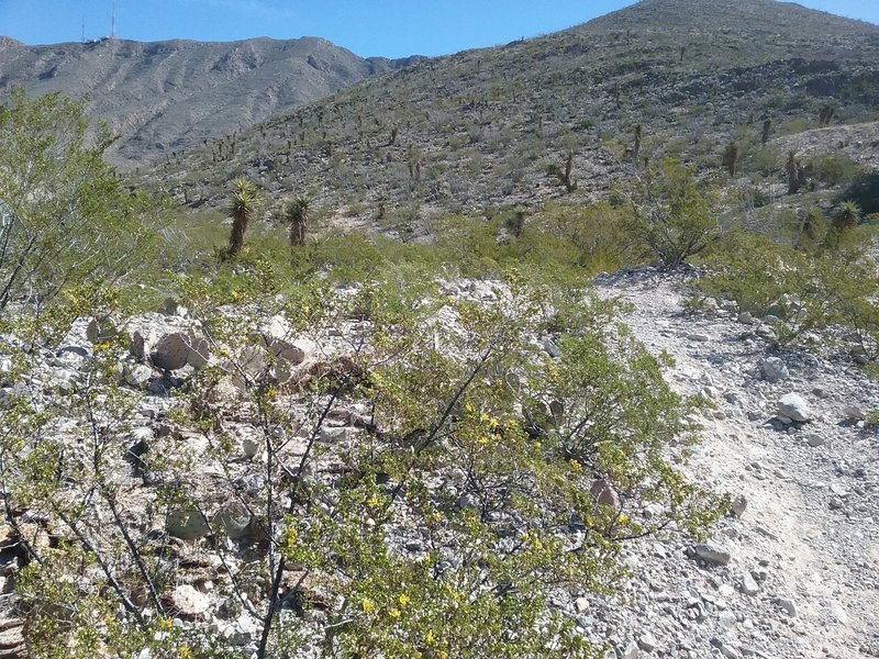 Start of the trail looking east