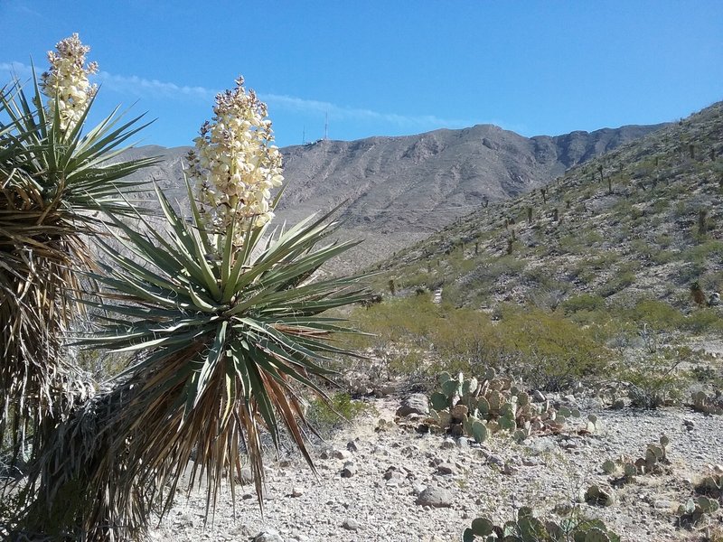 Looking East and Banana yucca in bloom.