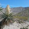 Looking East and Banana yucca in bloom.