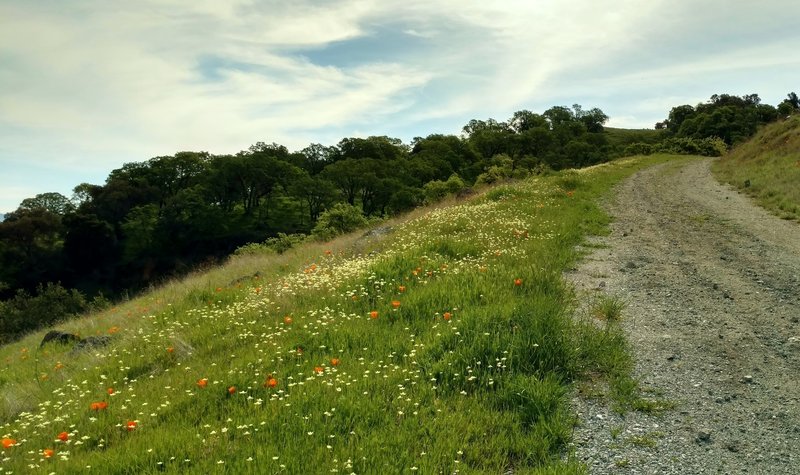 Spring wildflowers in the grass hills of Cottle Trail.