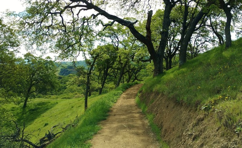 Cottle Trail meanders along a shaded grass hillside on its way to Calero Reservoir.