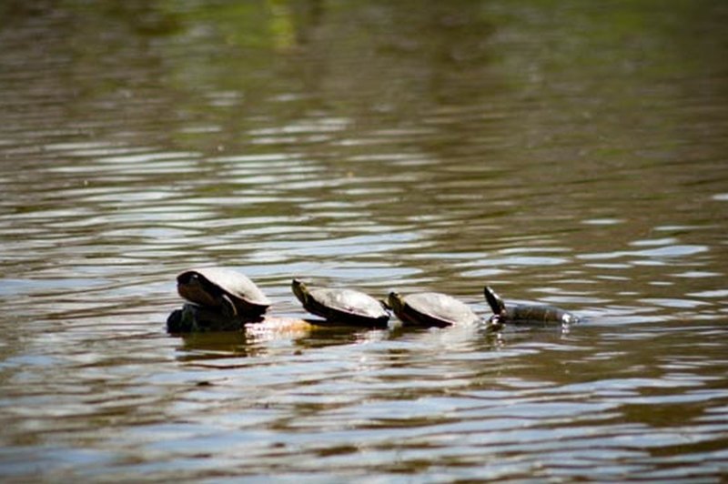 Turtle bumps on a log