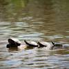 Turtle bumps on a log