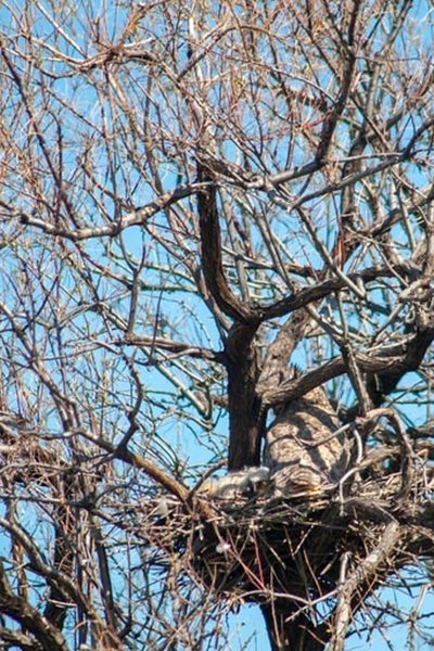 Owl Nest from 2016