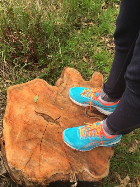 Red wood stumps, trees cut down after fire.