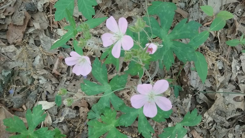 Wild Geraniums