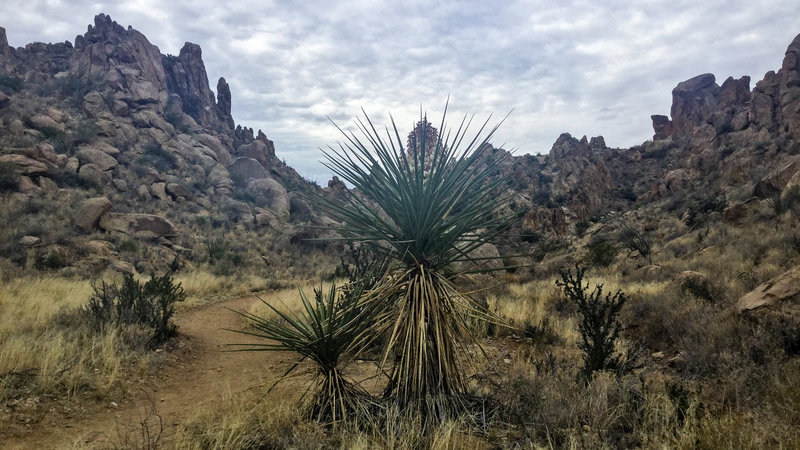 Blooming Yucca