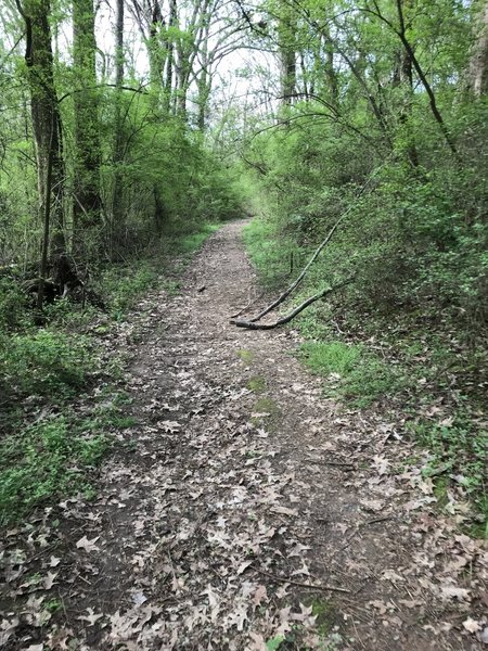 Uphill stretch on the trail