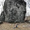 Small dog, very large glacial erratic.