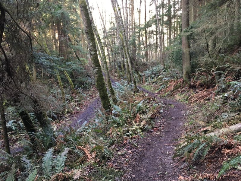 Looking down where two trails converge.