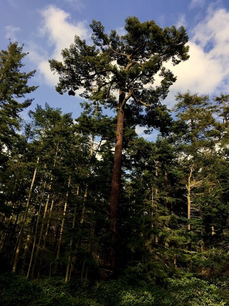 A very large tree.