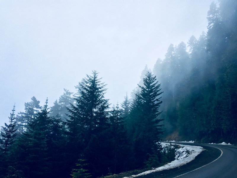 Fog rolling over the trees.