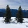 Two lone pines on the slope of Hurricane Ridge.