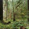 A luxuriously complex riparian old-growth forest