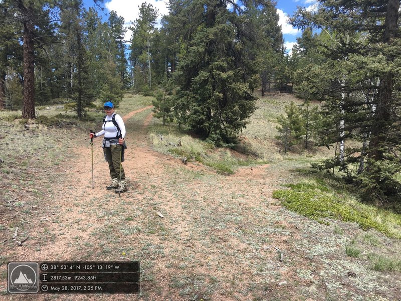 The junction of Black Bear and North Hay Creek trails