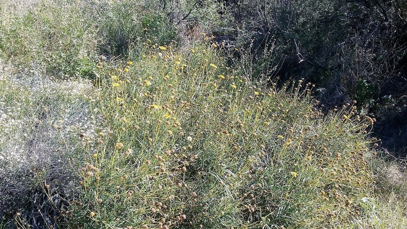 Skeleton flower bush