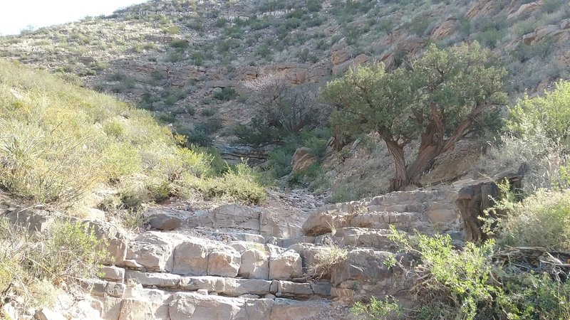 Heading down the arroyo, note the old juniper trees.