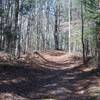 The Gold Mine Trail as it climbs through the woods away from the Cooper Road Trail.