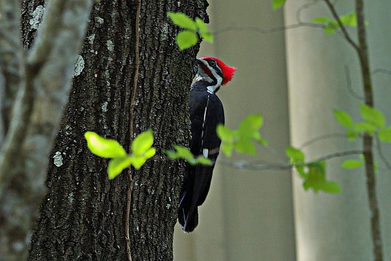 woodpecker Ed Center Trail