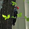 woodpecker Ed Center Trail