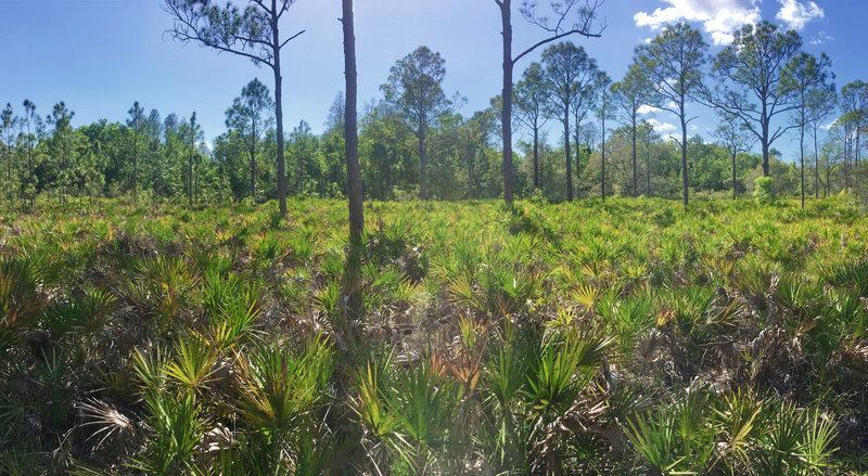 Pine flatwoods with saw palmetto and slash pines