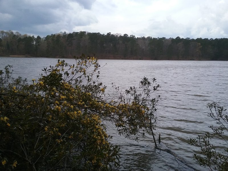 Carolina Jessamine and view of lake