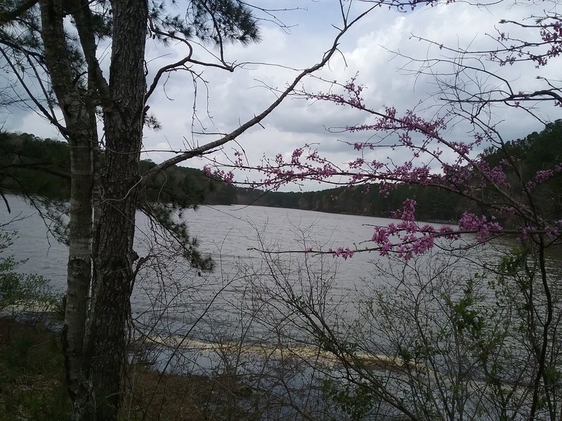 Redbuds and  view of lake