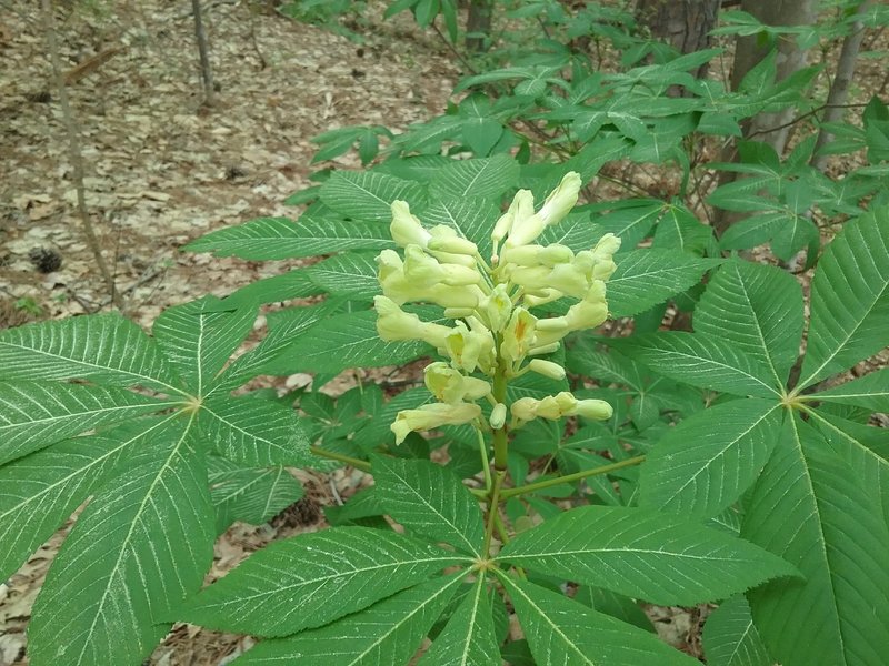 Yellow Buckeye