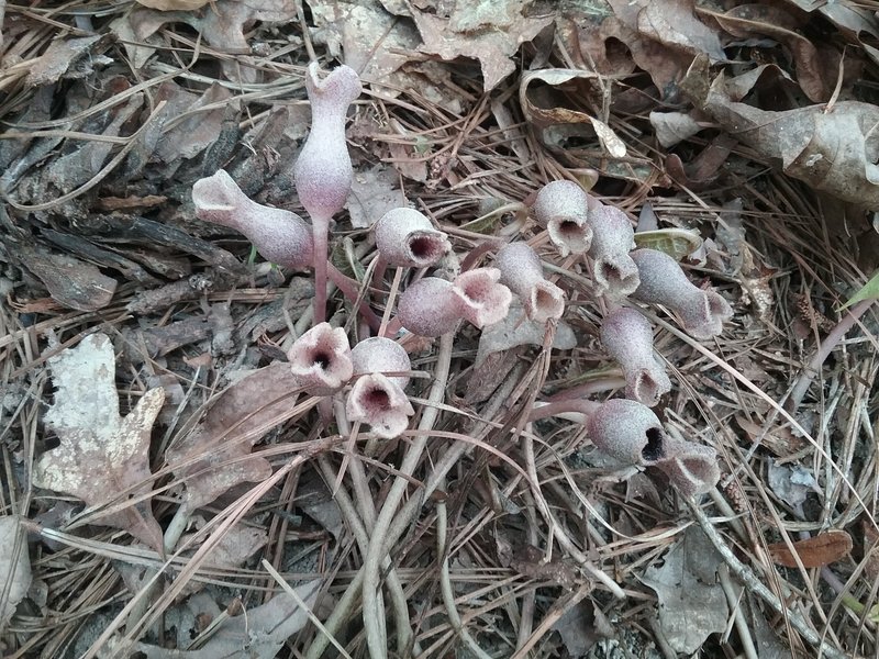 Wild ginger flowers. Little brown jugs