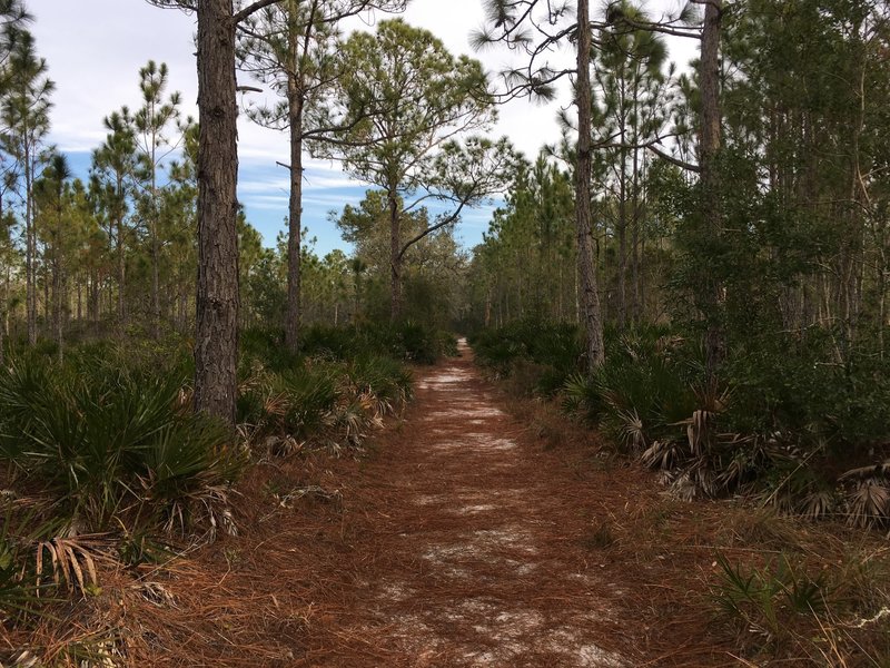 Flatwoods trail