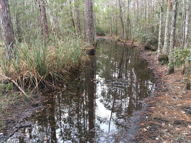 during rainy season this section of the Wilderness trail maybe flooded