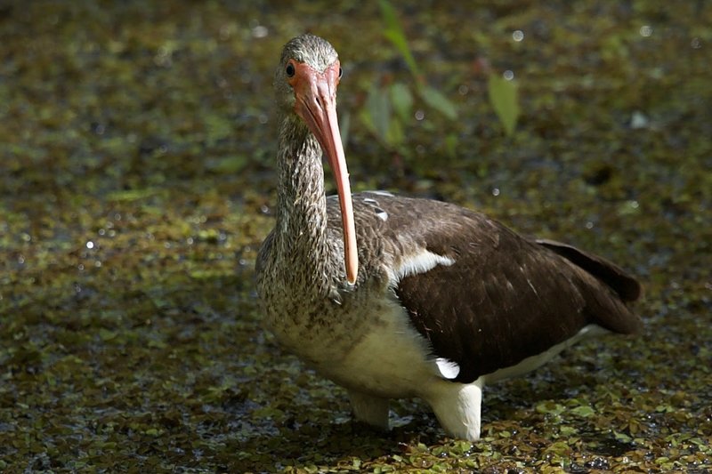 juvenille white ibis