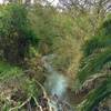 Los Alamitos Creek from the bridge at the start of Almaden Trail.