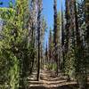 Starting along the Spruce Ridge Trail.