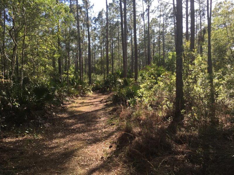 Its named pine needles path for a reason