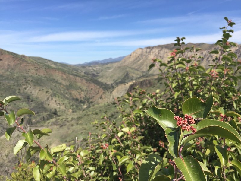 Sugar Sumac shrub in spring along the Aliso Loop Trail