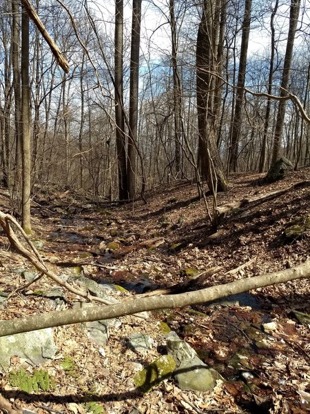 A stream crossing along the trail.