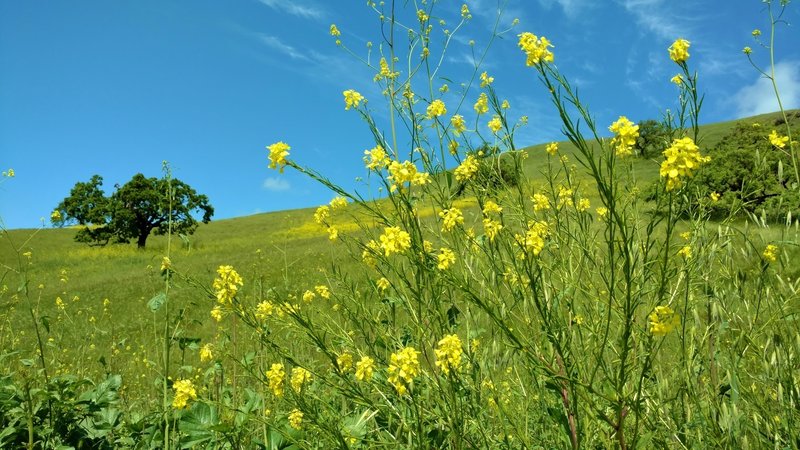 Mustard blooms in the spring along Willow Springs Trail.