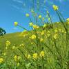 Mustard blooms in the spring along Willow Springs Trail.