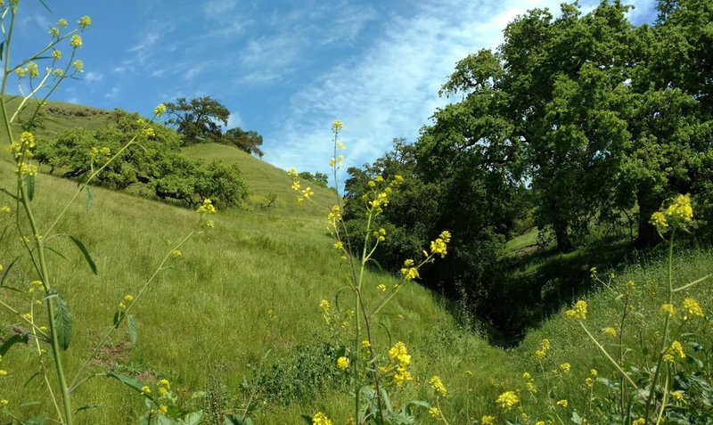 A small creek cuts through the grass hills along Willow Springs Trail.