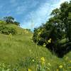 A small creek cuts through the grass hills along Willow Springs Trail.